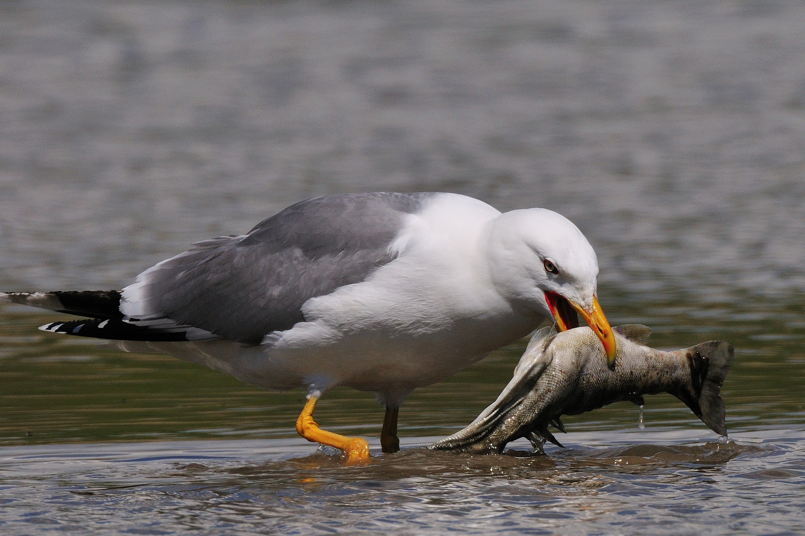 der Hunger ist gross