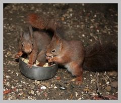 Der Hunger, oder die Bequemlichkeit