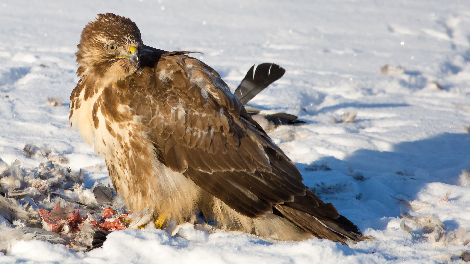 Der Hunger treib's rein