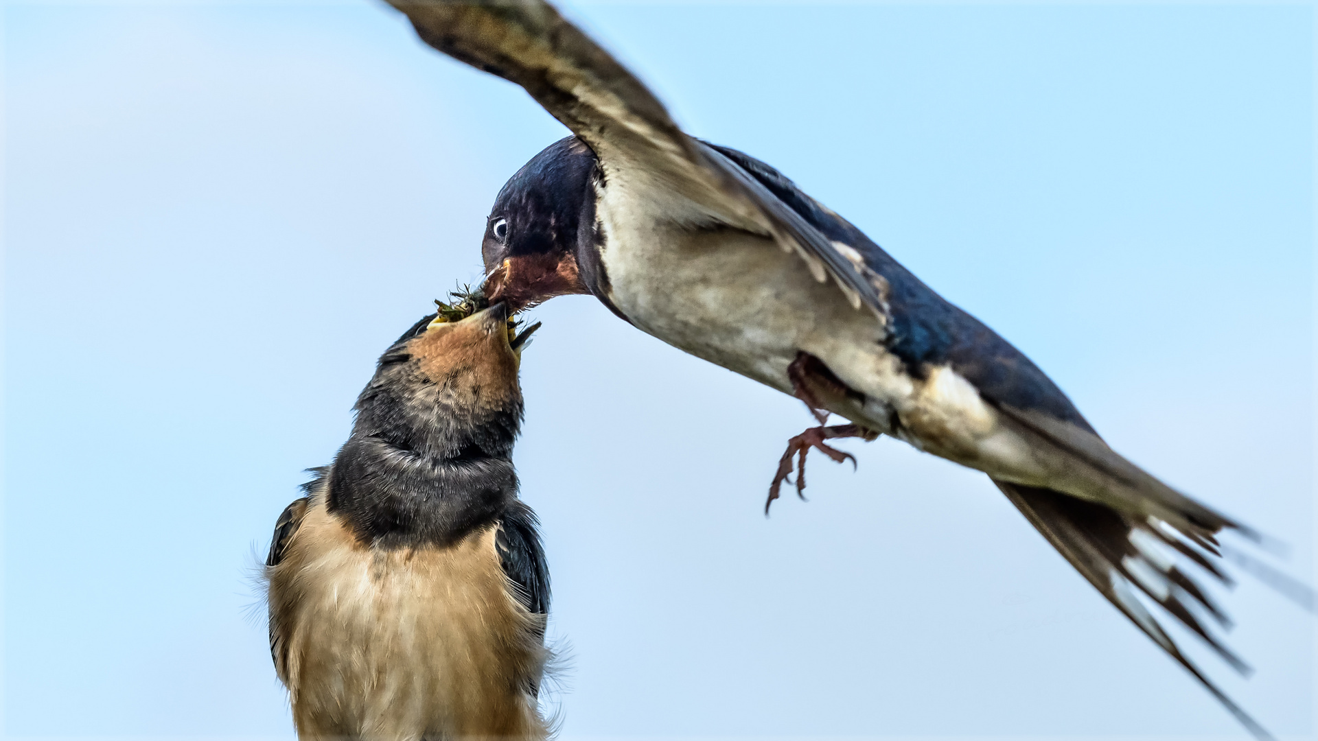 Der Hunger treibt's rein