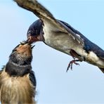 Der Hunger treibt's rein