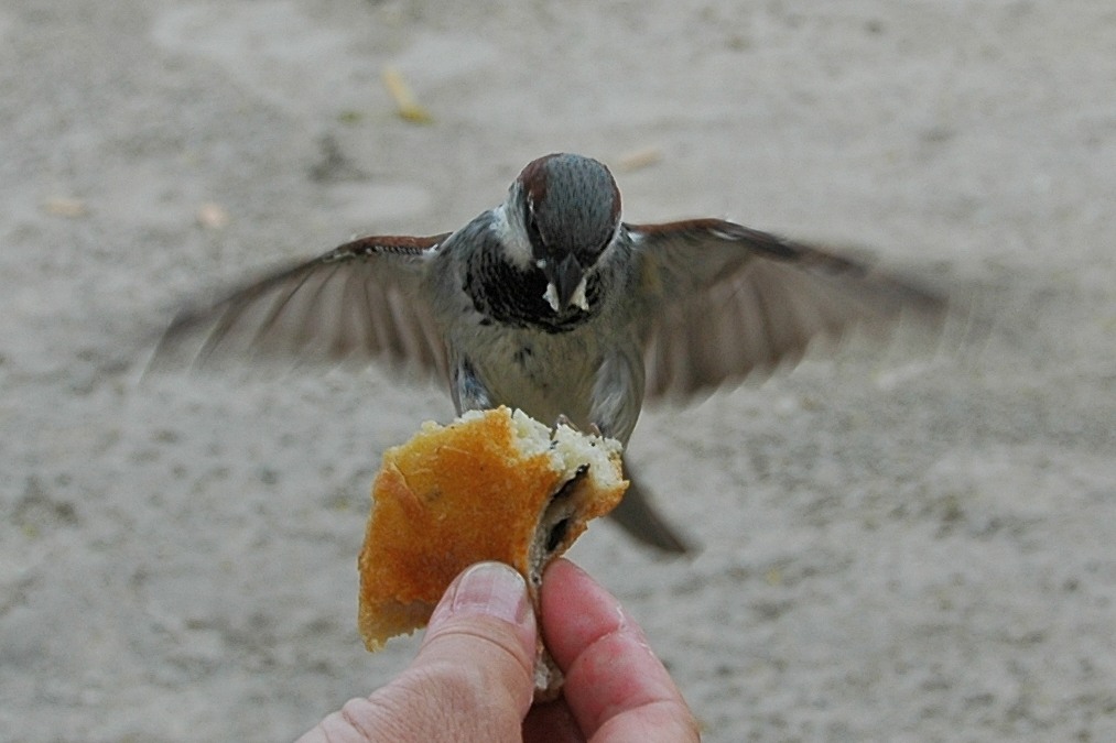 Der Hunger überwindet alle Ängste