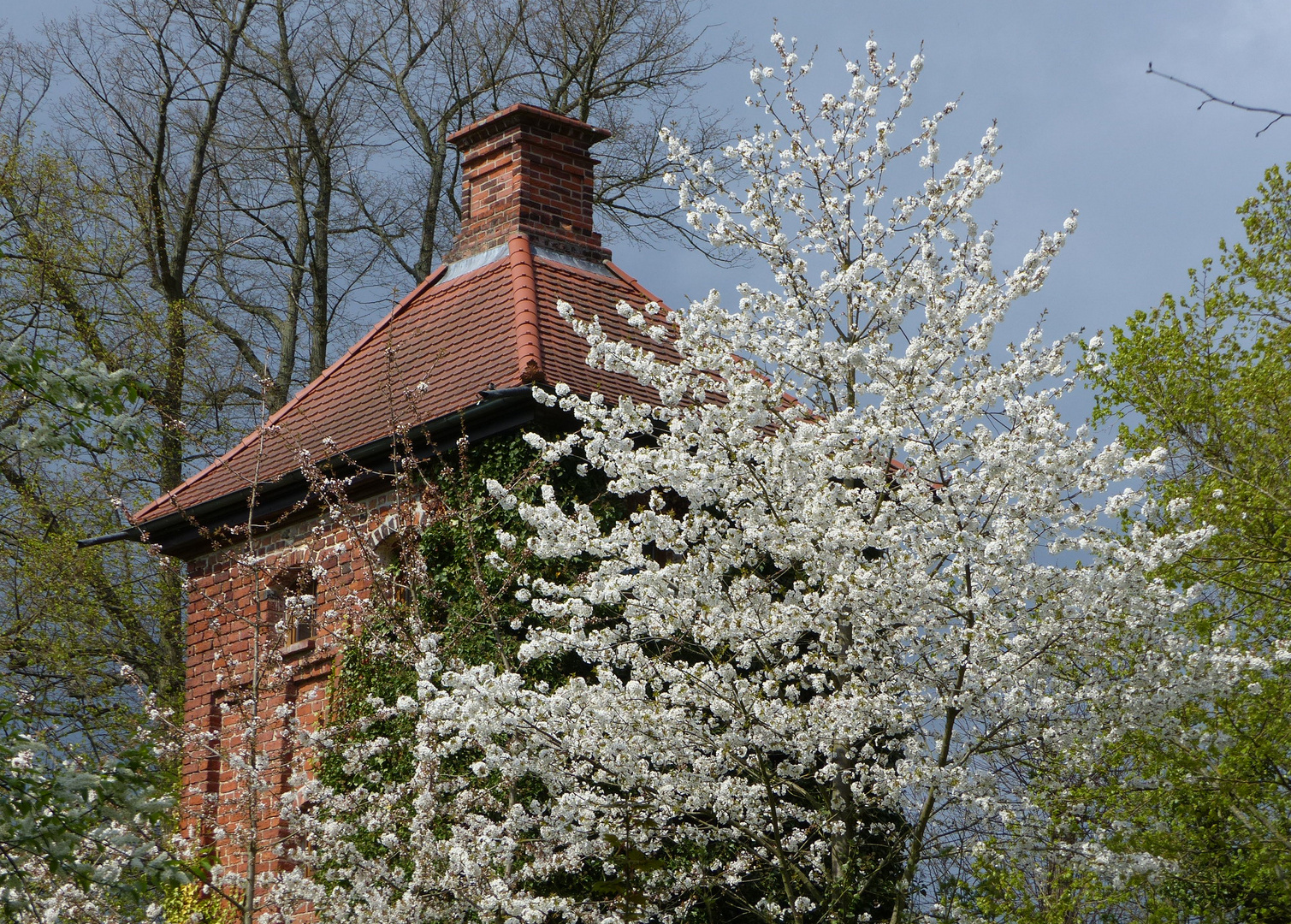 Der Hungerturm in Salzwedel im Blütenschmuck