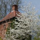 Der Hungerturm in Salzwedel im Blütenschmuck