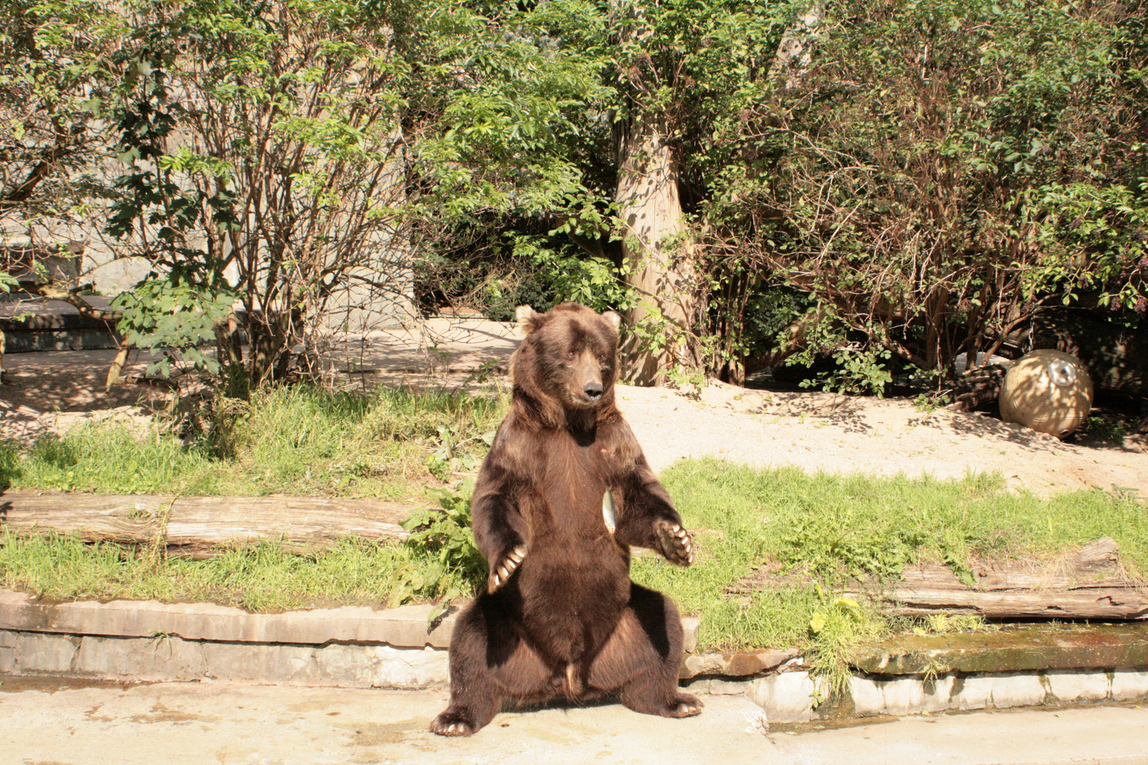 Der hungriege Kodiakbär