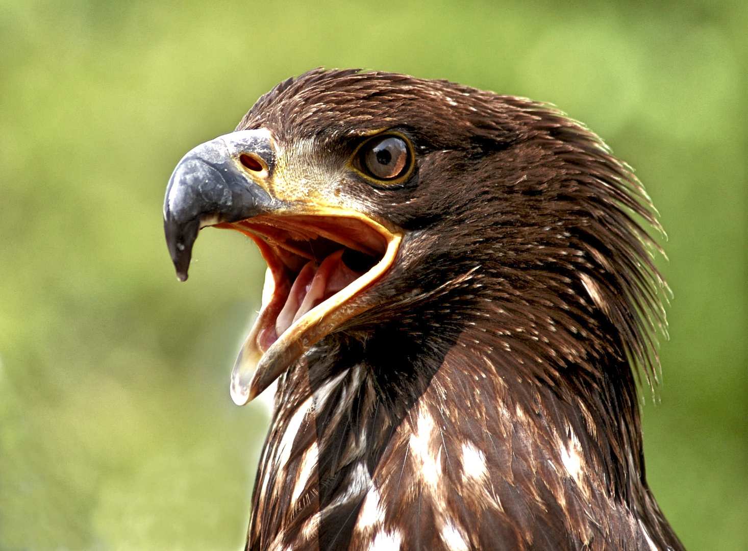 Der hungrige Blick des Adlerbussards