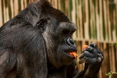 Der hungrige Gorilla