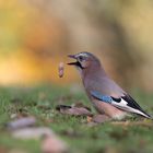  " Der hungrige Jongleur "