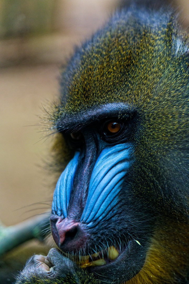 Der Hungrige Mandrill