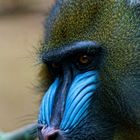 Der Hungrige Mandrill