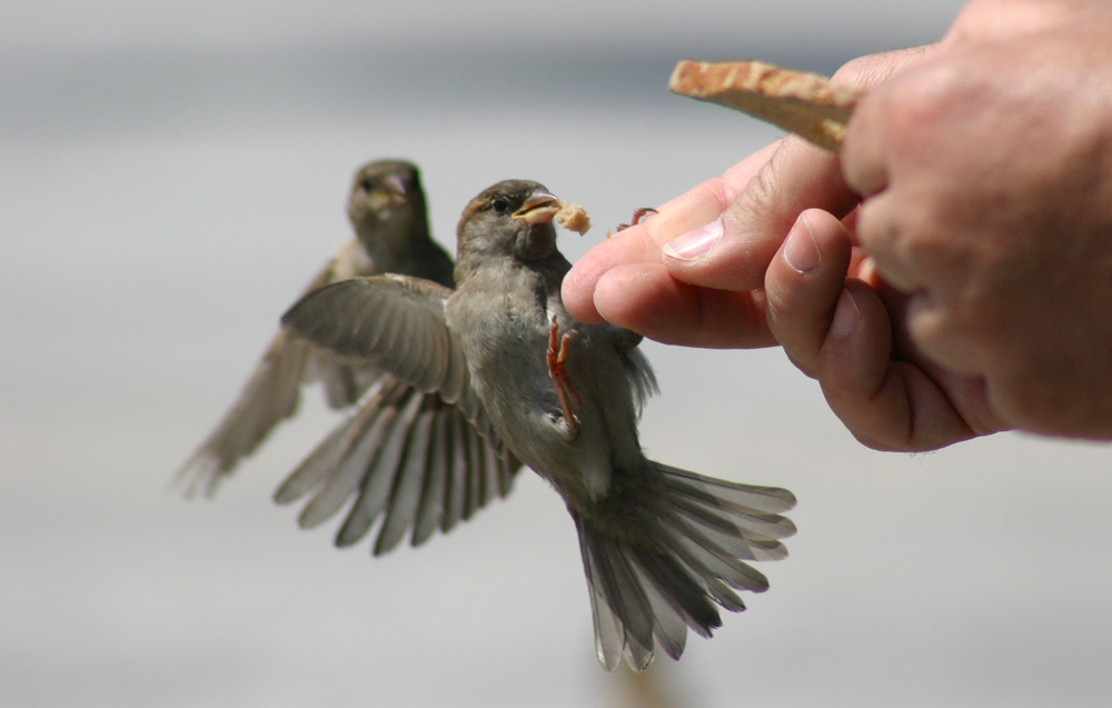 Der hungrige Spatz