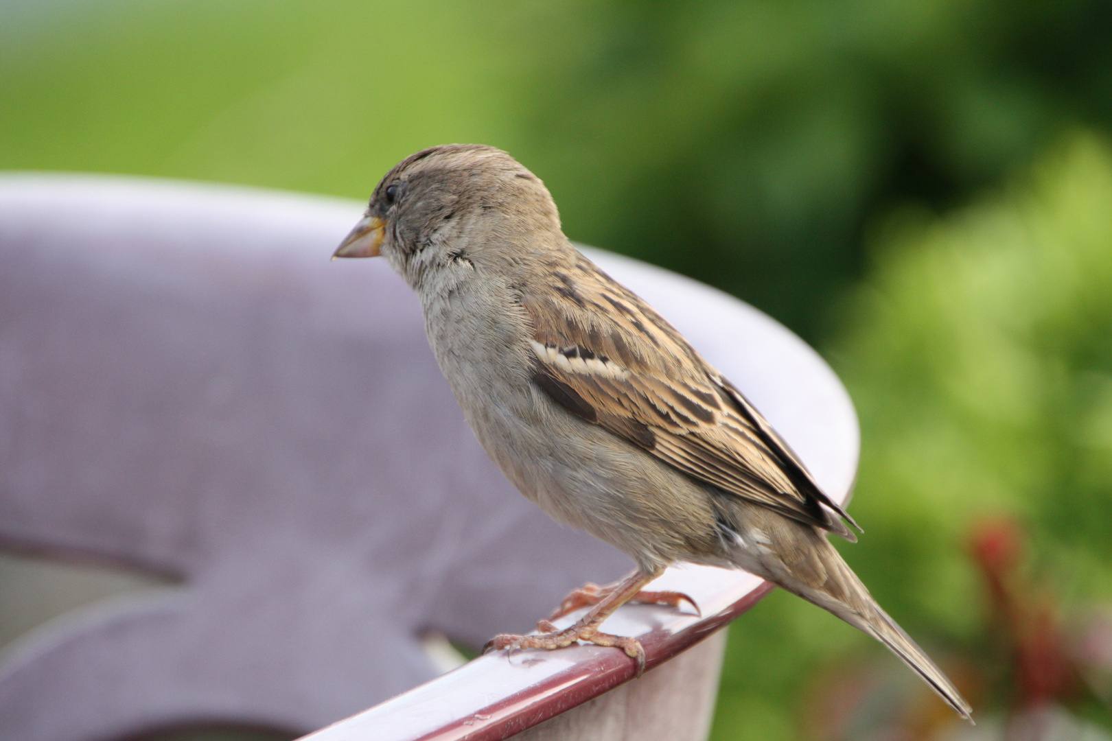 Der hungrige Spatz