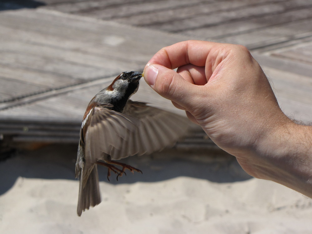 Der hungrige Spatz