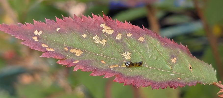 Der hungrige Winzling