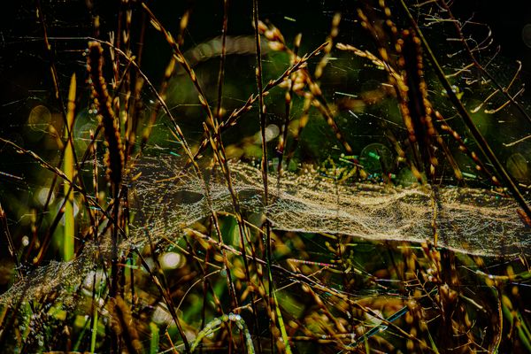 Der huschende Schweif eines Feenschopfs