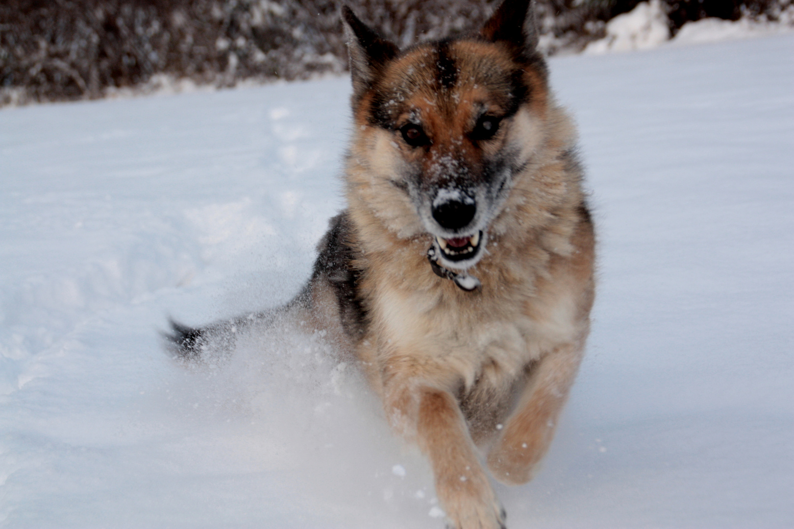 Der Husky in ihr