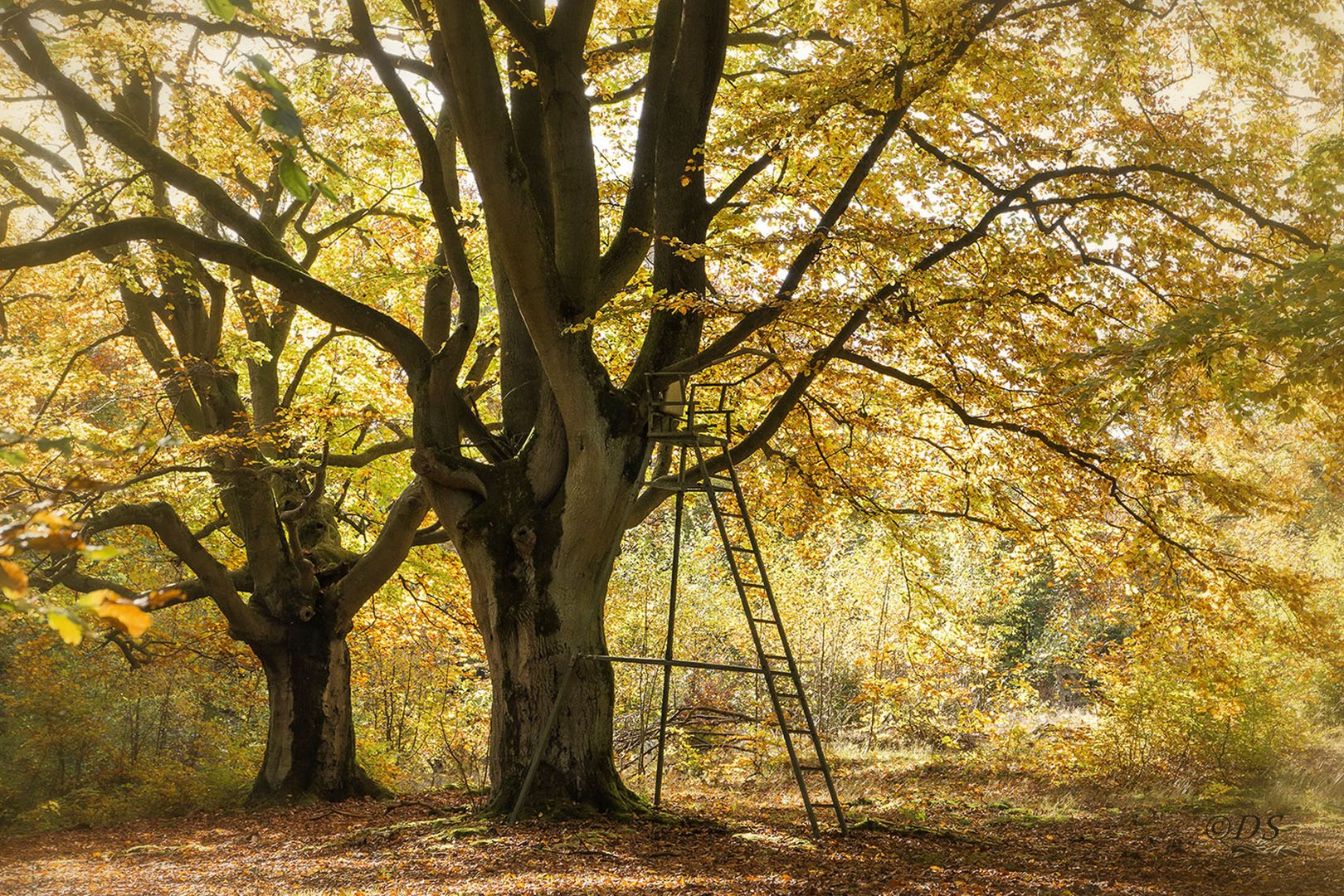 Der Hutewald