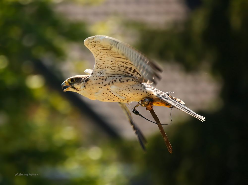 Der Hybridfalke 