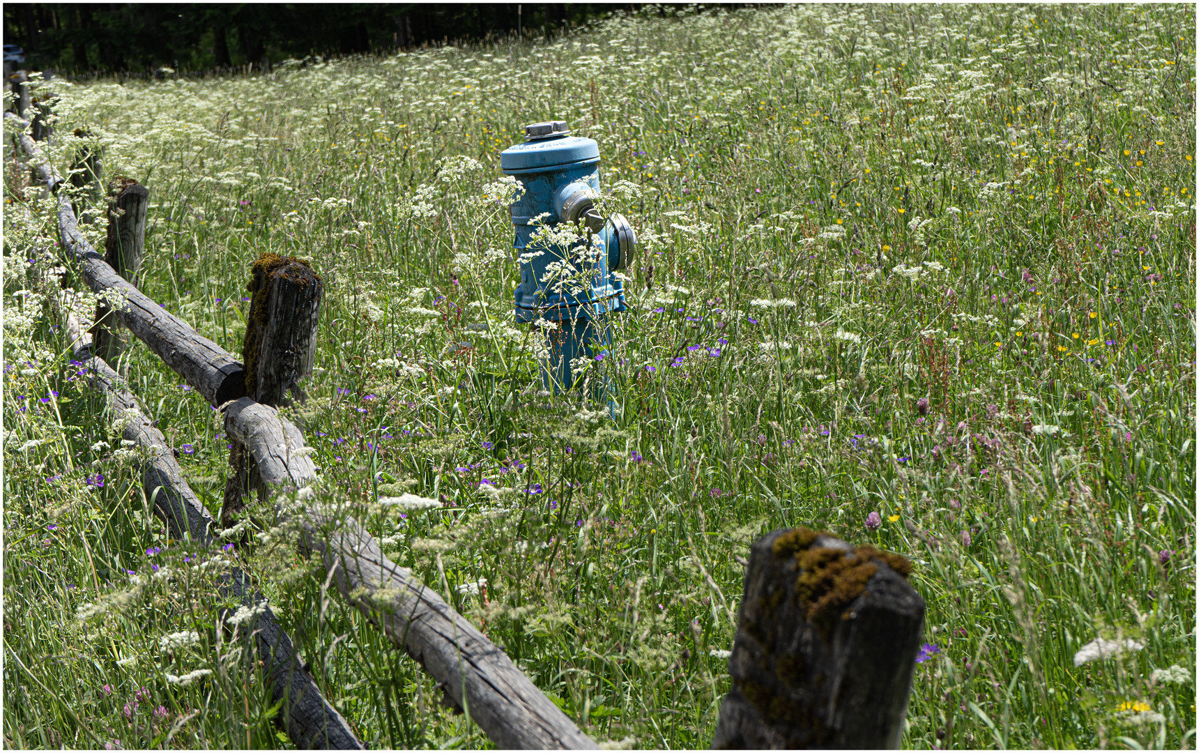 Der Hydrant im Grünen