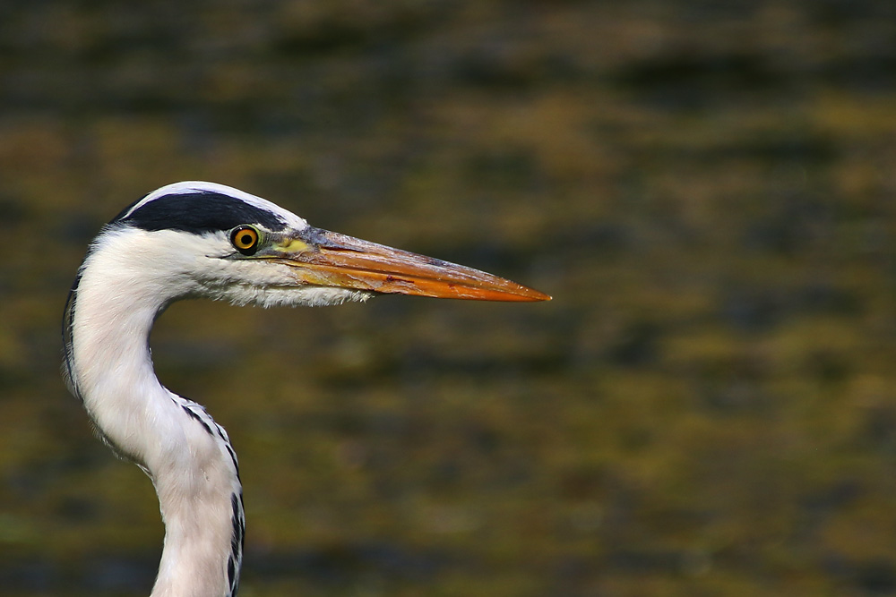 der Hypnose-Blick