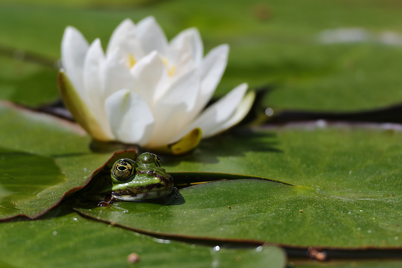 Der Hypnose-Frosch