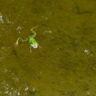 Der hypnotisierende Frosch