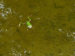 Der hypnotisierende Frosch