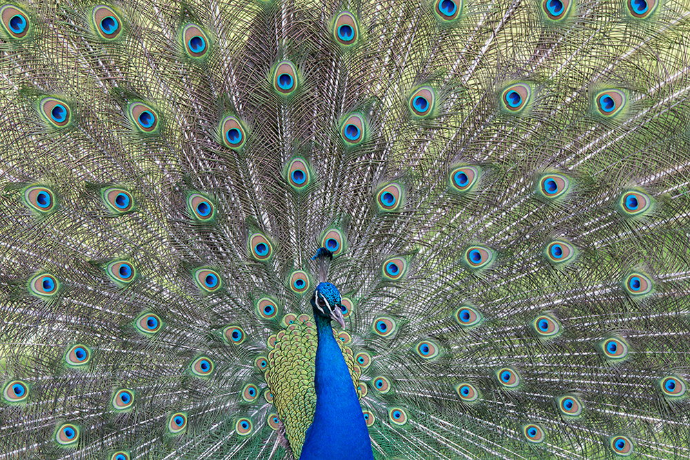 Der hypnotisierende Pfau