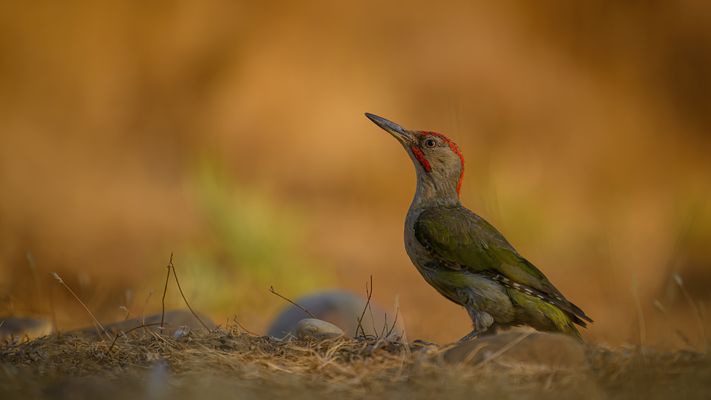 Der iberische Grünspecht kam noch einmal.