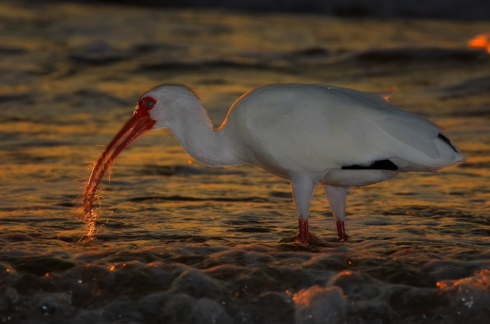 Der Ibis mit der Wunderkerze