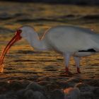 Der Ibis mit der Wunderkerze