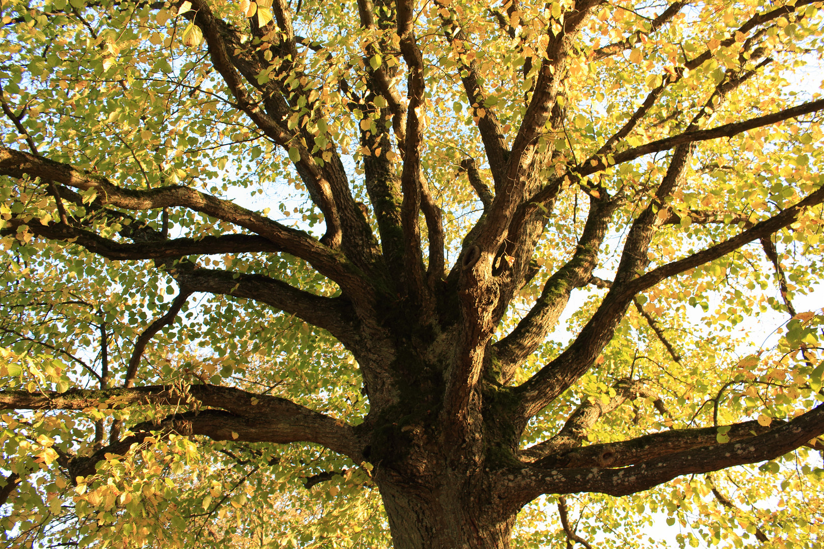 Der ideale Kletterbaum. Welchen Weg nimmst du?