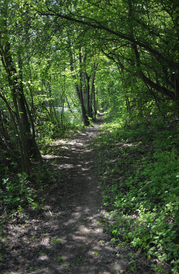 Der idyllische, grüne Waldweg am See ! ...