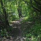 Der idyllische, grüne Waldweg am See ! ...