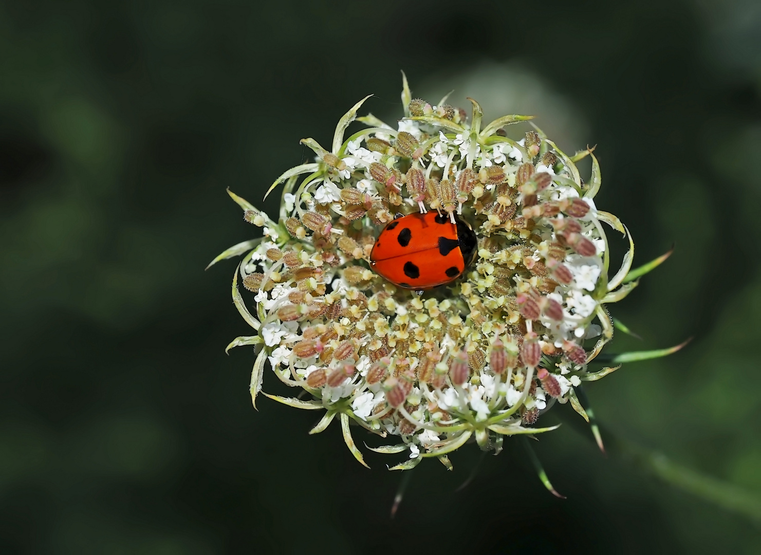 Der idyllische Himelgüegeli-Schlafplatz (Coccinella septempunctata)! - Coccinelle à sept points.