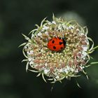 Der idyllische Himelgüegeli-Schlafplatz (Coccinella septempunctata)! - Coccinelle à sept points.