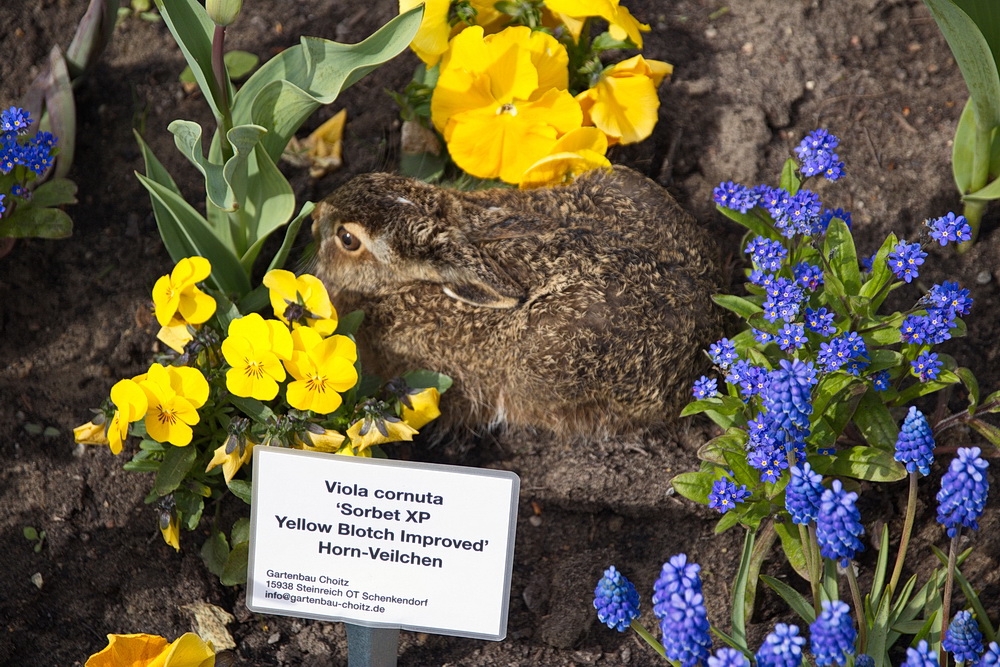 Der IGA-Osterhase...