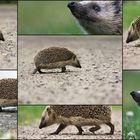 Der Igel;)