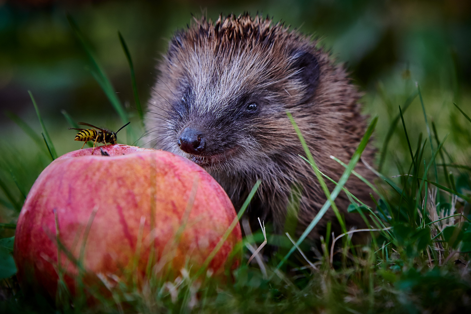 Der Igel