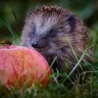 Der Igel