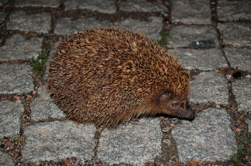 der igel