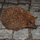 der igel