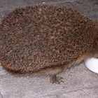 Der Igel