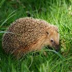 Der Igel