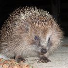 Der Igel