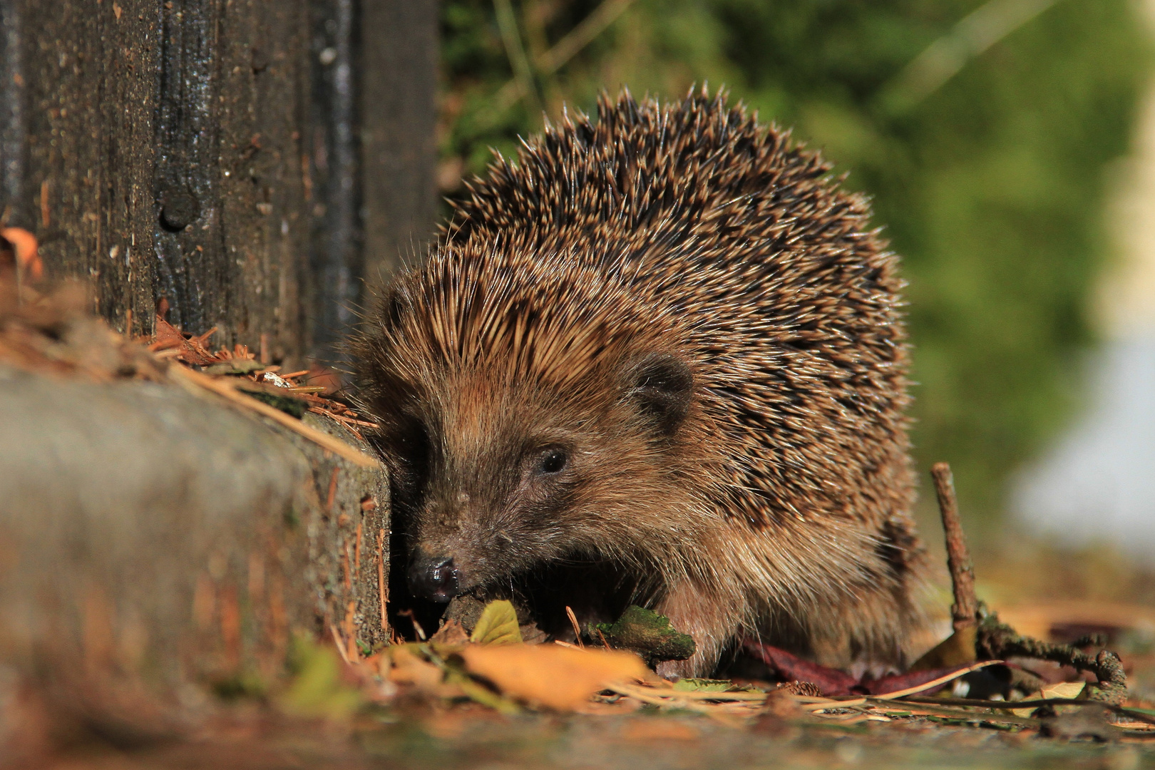 Der Igel auf dem Weg zum Winterquartier...