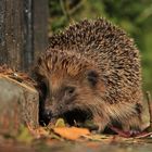 Der Igel auf dem Weg zum Winterquartier...