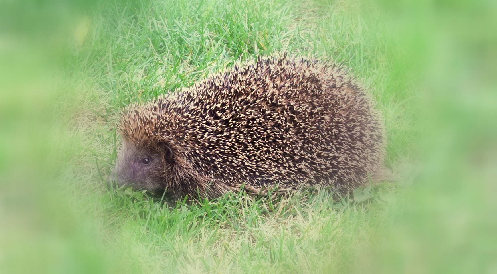 Der Igel aus meinem Traum