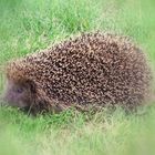 Der Igel aus meinem Traum