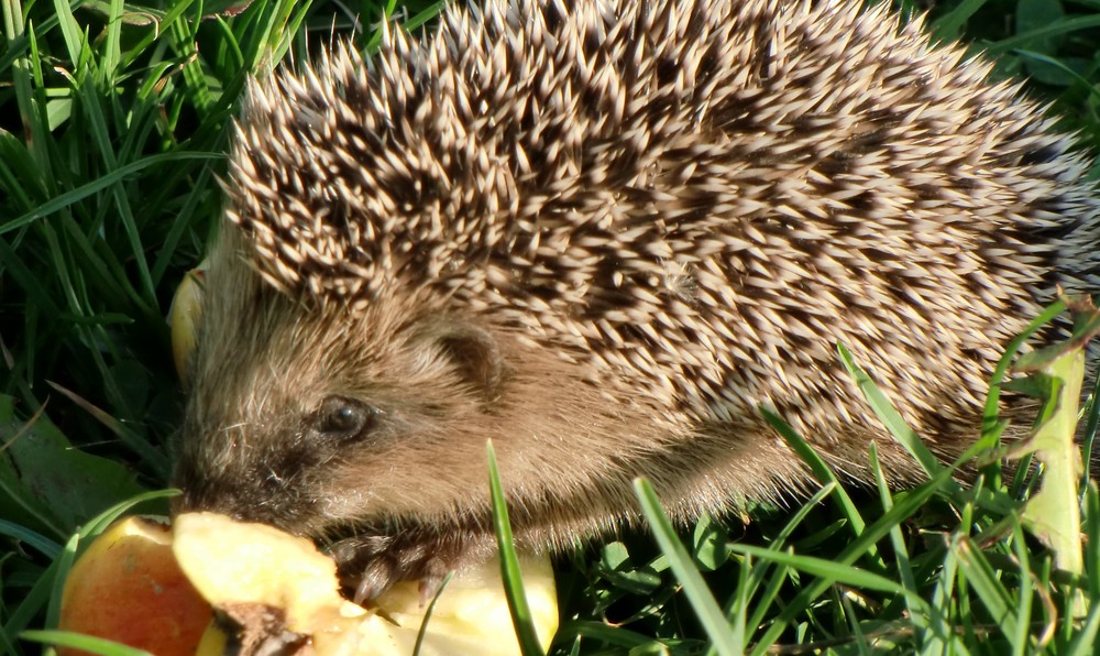 Der Igel beim Abendbrot in Krummenhagen